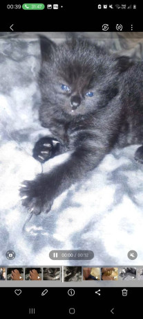 2-x-male-persion-tabby-fluffy-mixed-kittens-i-x-short-haird-ans-1-x-long-haired-ps150-big-2