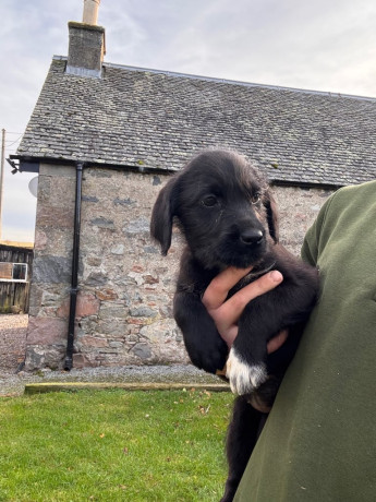 pointer-x-labrador-big-1