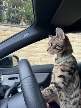 bengal-x-tabby-kitten-for-sale-big-1