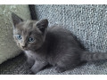 beautiful-kittens-mix-breed-and-colours-waiting-for-you-small-2