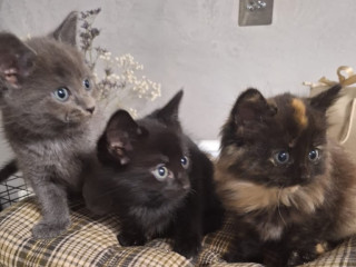 beautiful-kittens-mix-breed-and-colours-waiting-for-you