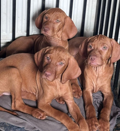 exceptional-kc-hungarian-viszla-pups-now-ready-big-0