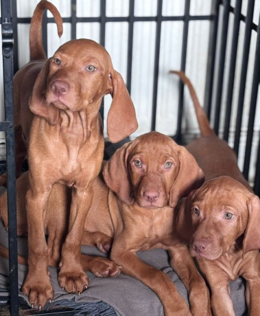 exceptional-kc-hungarian-viszla-pups-now-ready-big-1