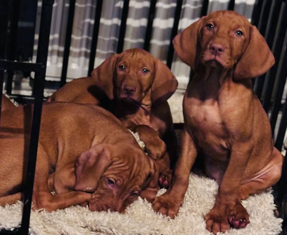 exceptional-kc-hungarian-viszla-pups-now-ready-big-3