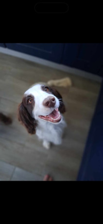 sprocker-spaniel-female-big-2