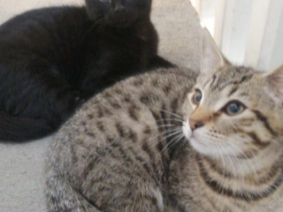 3-bengal-kittens-for-sale