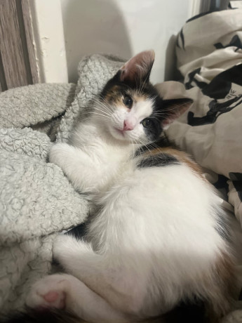 calico-kitten-big-1