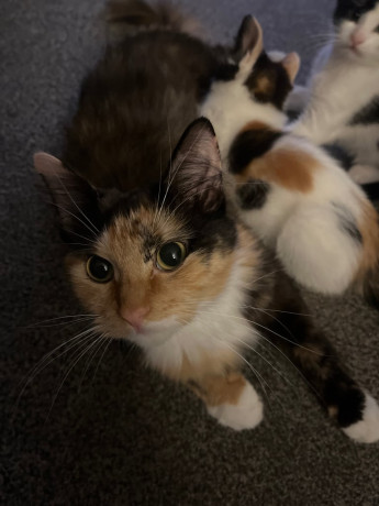 calico-kitten-big-2