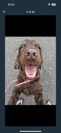 cocker-spaniel-big-0