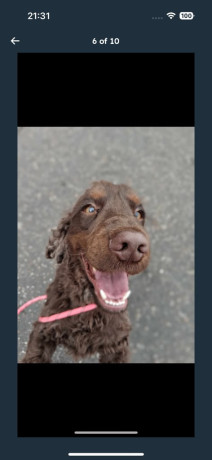 cocker-spaniel-big-1