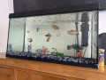 fish-tank-with-all-fishes-and-equipment-small-0