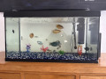fish-tank-with-all-fishes-and-equipment-small-2