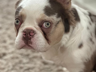 beautiful-french-bulldog-puppy-looking-for-a-loving-home