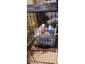 budgies-zebra-finches-for-sale-small-1