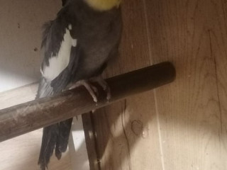 budgies-zebra-finches-for-sale