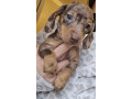 miniature-dachshund-small-0
