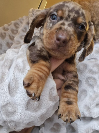 miniature-dachshund-big-1