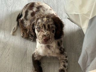 female-cocker-spaniel