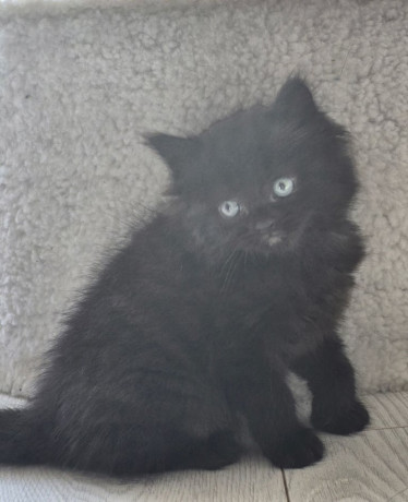 4-beautiful-x-british-long-hair-kittens-big-2