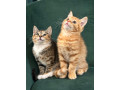 cutest-ginger-tabby-and-calico-sibling-kittens-looking-for-a-forever-home-small-1