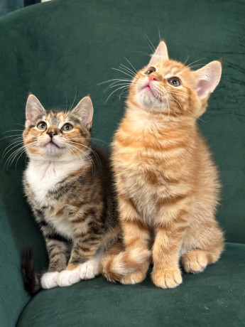 cutest-ginger-tabby-and-calico-sibling-kittens-looking-for-a-forever-home-big-1