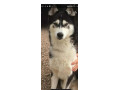 loving-home-wanted-for-my-husky-6-years-old-gentle-and-friendly-small-0