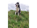 loving-home-wanted-for-my-husky-6-years-old-gentle-and-friendly-small-1
