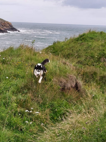 loving-home-wanted-for-my-husky-6-years-old-gentle-and-friendly-big-3