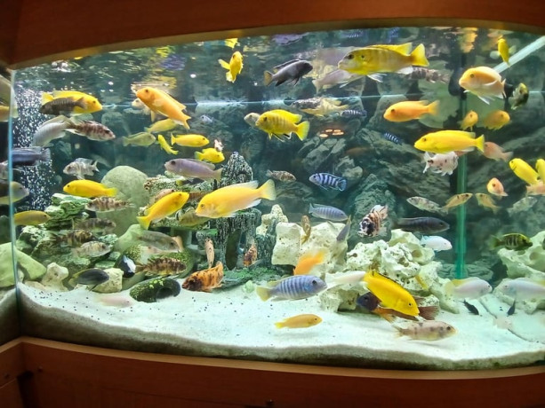 african-malawi-cichlids-big-1