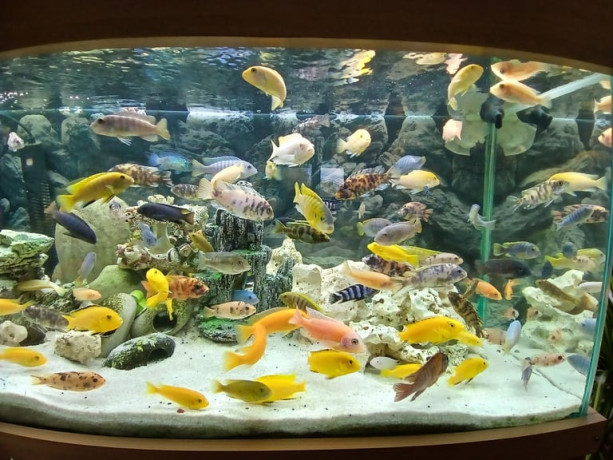 african-malawi-cichlids-big-3