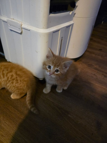 kittens-for-sale-8-weeks-old-big-2