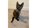 tortoiseshell-kittens-for-a-good-home-small-0
