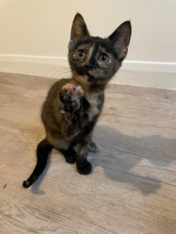 tortoiseshell-kittens-for-a-good-home-big-0