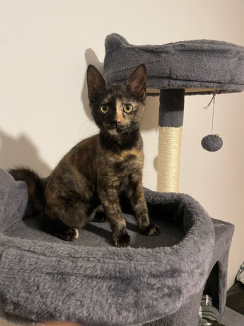 tortoiseshell-kittens-for-a-good-home-big-2