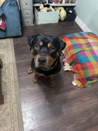 needs-a-new-forever-loving-family-big-3