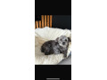 yorkipoo-small-3