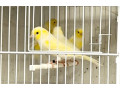 yellow-diamorphic-canaries-small-0
