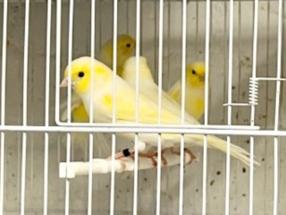 yellow-diamorphic-canaries