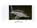 sturgeons-small-2