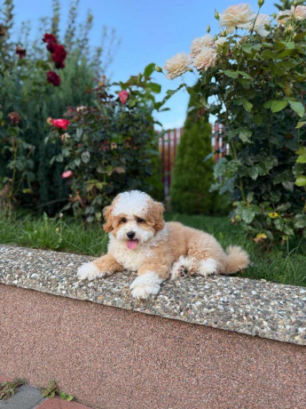 labrador-bitches-for-sale-x4-big-3