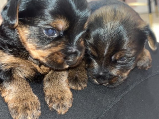 yorkshire-terrier-tea-cup