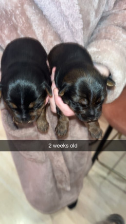 yorkshire-terrier-tea-cup-big-2