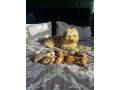 beautiful-cockapoo-puppies-small-0