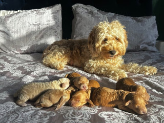 beautiful-cockapoo-puppies