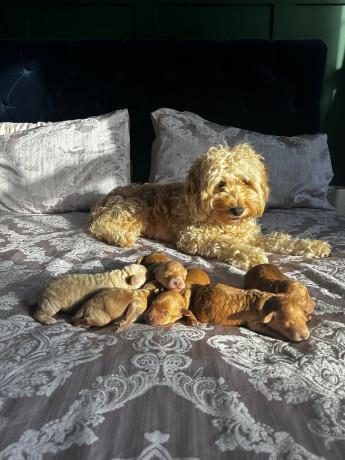beautiful-cockapoo-puppies-big-0
