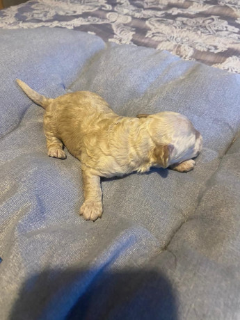 beautiful-cockapoo-puppies-big-3