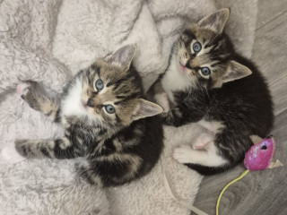 adorable-kittens