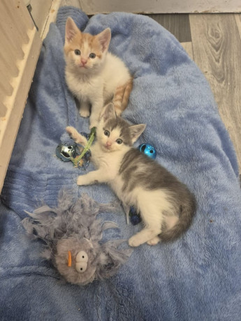 adorable-kittens-big-2