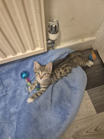 adorable-kittens-big-3