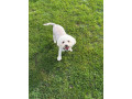 bichon-frise-small-1